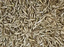 Зображення для оголошення Продам оптом насіння райграсу однорічного
