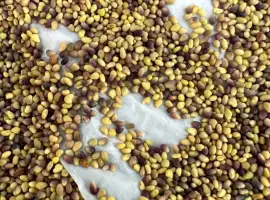 Зображення для оголошення Продам оптом насіння конюшини