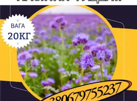 Зображення для оголошення Насіння Фацелії (20кг)