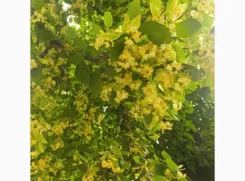 Зображення для оголошення Куплю липу