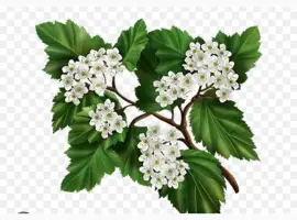 Зображення для оголошення Куплю цвіт глоду