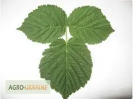 Зображення для оголошення Куплю (сирий та сухий) лист малини
