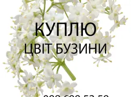 Зображення для оголошення Куплю свіжозірваний цвіт бузини опт