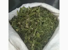 Зображення для оголошення Куплю яснотку