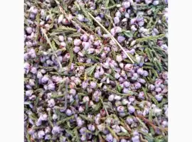 Зображення для оголошення Продам оптом лікарські рослини від 1т
