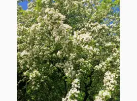 Зображення для оголошення Куплю глід