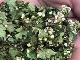 Зображення для оголошення Куплю цвіт глоду з листям