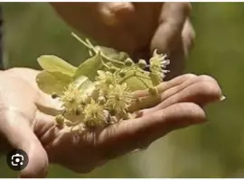 Зображення для оголошення Куплю цвіт липи