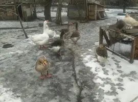 Зображення для оголошення Продам гусей породы Большая серая, живой вес