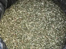 Зображення для оголошення Продам махорку самосад