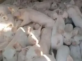Зображення для оголошення Продаж свиней Ландрас Дюрок