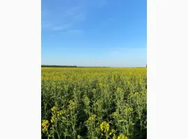 Зображення для оголошення Продам бджолиний пилок зібраний з весняних квітів та ріпаку