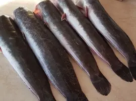 Зображення для оголошення Африканский сом