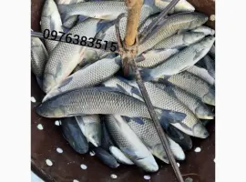 Зображення для оголошення Білий амур