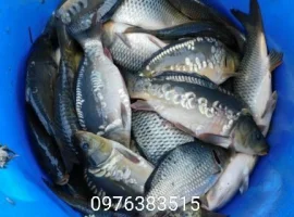 Зображення для оголошення Продам короп