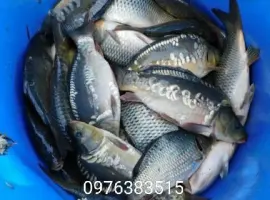 Зображення для оголошення Продам короп