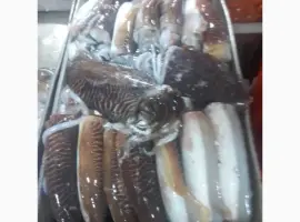 Зображення для оголошення Special Offer - Frozen Bonito (Пеламида / Пиламида) Frozen on board