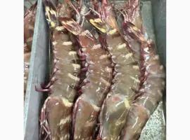 Зображення для оголошення Mauritania fishing coast