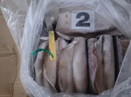 Зображення для оголошення Wholesale seafood supplier Mauritania fishing coast Nouadhibou fishing harbor Nouakchot