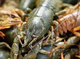 Зображення для оголошення Продаю живі та під замовлення варені раки
