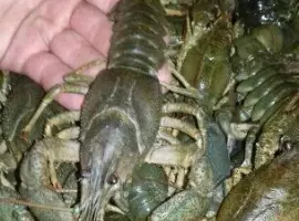 Зображення для оголошення Куплю раки