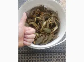 Зображення для оголошення Раки Живі