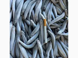 Зображення для оголошення Продам хамсу!!!свежий вылов
