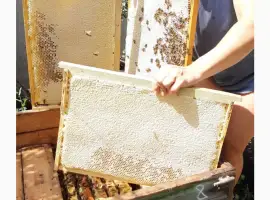 Продам бджолопакети
