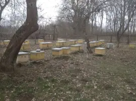 Зображення для оголошення Продам бджолосім'ї