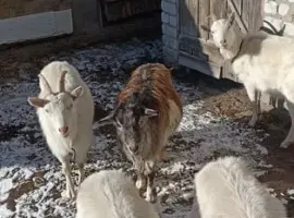 Зображення для оголошення Продажа породистых коз Альпийской и Зааненской п.
