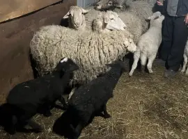 Зображення для оголошення Продажа баранов, овец и ягнят, Харьков
