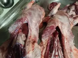 Зображення для оголошення Продам мясо нутрии молодое, натуральное