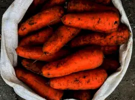 Зображення для оголошення Продам моркву оптом на переробку