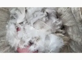 Зображення для оголошення Кіплю пір' я