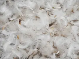 Зображення для оголошення Продам чистий пух