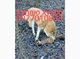 Зображення для оголошення Куплю хутро куниці