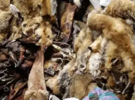 Зображення для оголошення Куплю шкіри куниці дуже дорого
