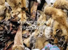 Зображення для оголошення Куплю хутро куниці