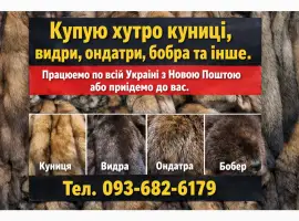 Зображення для оголошення Куплю хутро Андатра