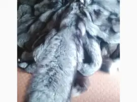 Зображення для оголошення Куплю куницю дорого