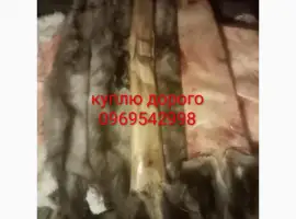 Зображення для оголошення Куплю шкіри кам'яної куниці