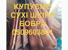Зображення для оголошення Купуємо сухі шкіри бобра не солені куницю і інше