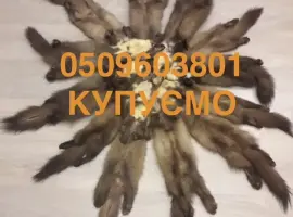 Зображення для оголошення Куплю куницю камянку шкіри куниця