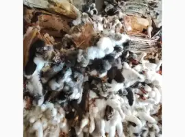 Зображення для оголошення Куплю шкіри кролика різно кольорові