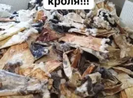 Зображення для оголошення Купуємо сухі шкіри кроля