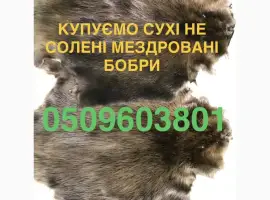 Зображення для оголошення Купуємо сухі не солені шкіри бобра ДОРОГО