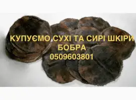Зображення для оголошення Куплю сухі та сирі шкіри бобра не солені