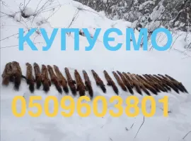 Зображення для оголошення Купимо купуємо куплю шкіри куниці шкури куниць продати шкіри ДОРОГО