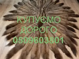 Зображення для оголошення Купуємо шкури ДОРОГО куниці
