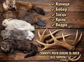 Зображення для оголошення Куплю куницю оптом/висока ціна на опт/шкури/мех/шкіри